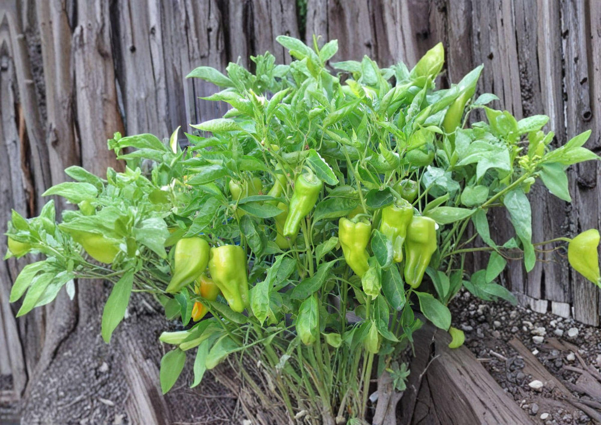Heirloom Cubanelle Pepper Seeds – Long Light Green Frying Peppers for Garden, Vegetables, Capsicum annuum