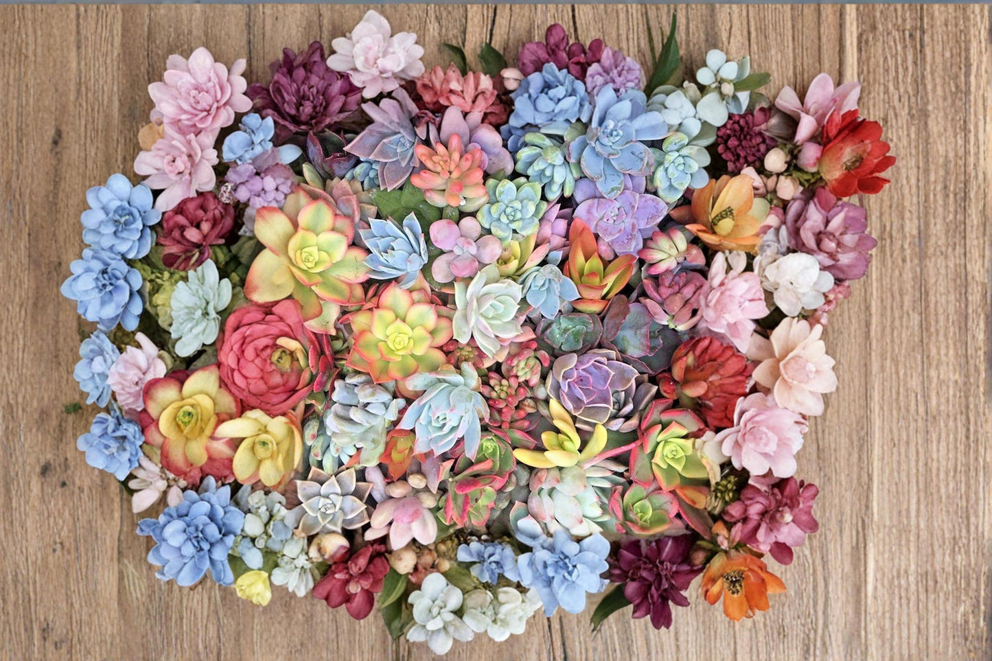 Mixed Succulents 25 Cuttings Assorted Rosette Succulent Collection Varies for Container Gardens & Decor