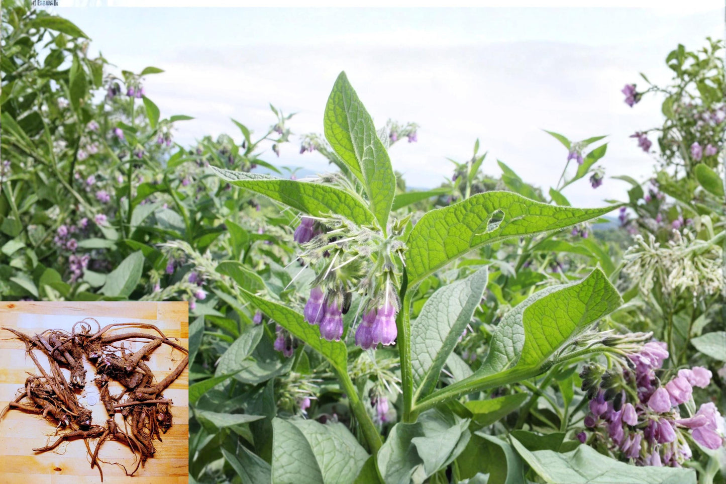 Russian Comfrey Root Crowns Bocking Variety - Symphytum × uplandicum Live Planting Material
