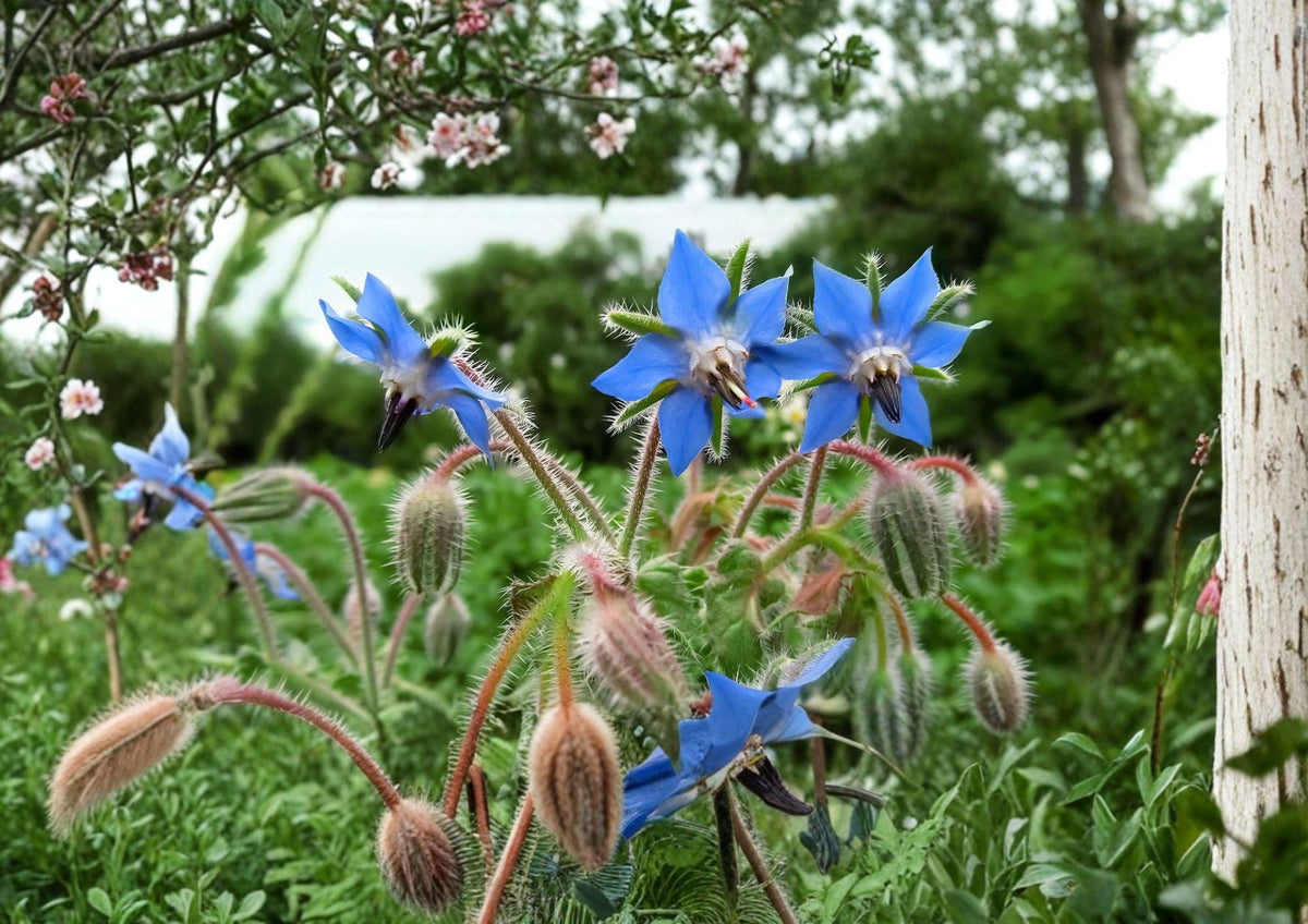 Heirloom Borage Seeds – Edible Blue Star Flowers, Pollinator Friendly Herb Seeds, Annual Plant for Gardens and Edible Uses
