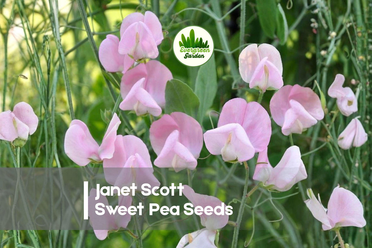 Janet Scott Sweet Pea Seeds, Pink Fragrant Climbing Vine, Lathyrus odoratus, 50+ Seeds for Garden, Trellis & Cut Flowers