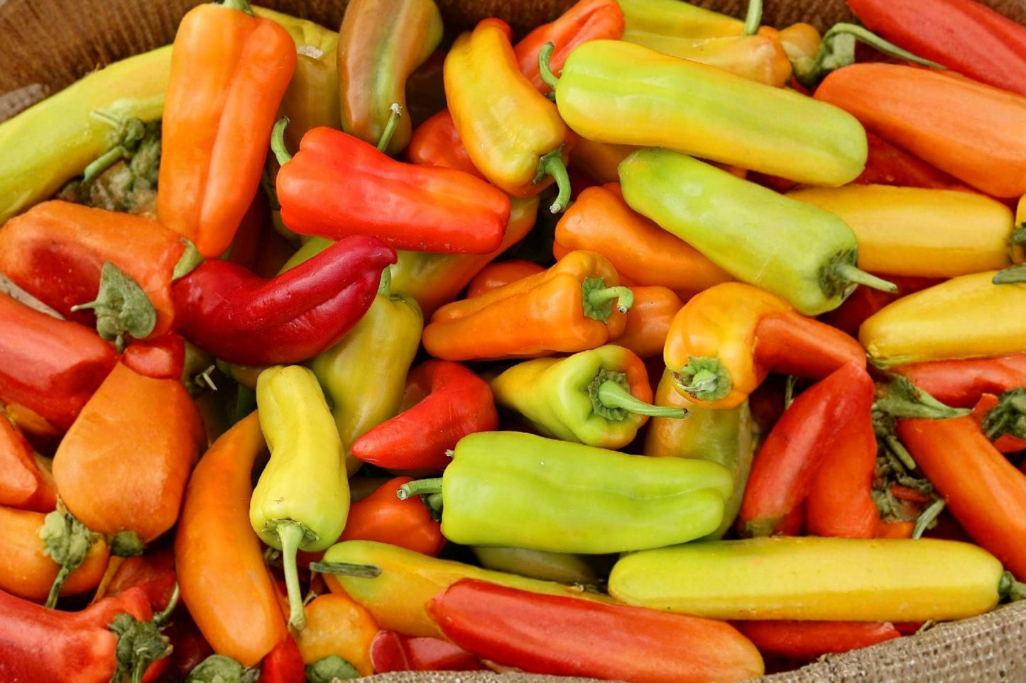 Heirloom Cubanelle Sweet Pepper Seeds – Mild Italian Frying Vegetable, 25 Pack, Heirloom, Garden, Container, Full Sun