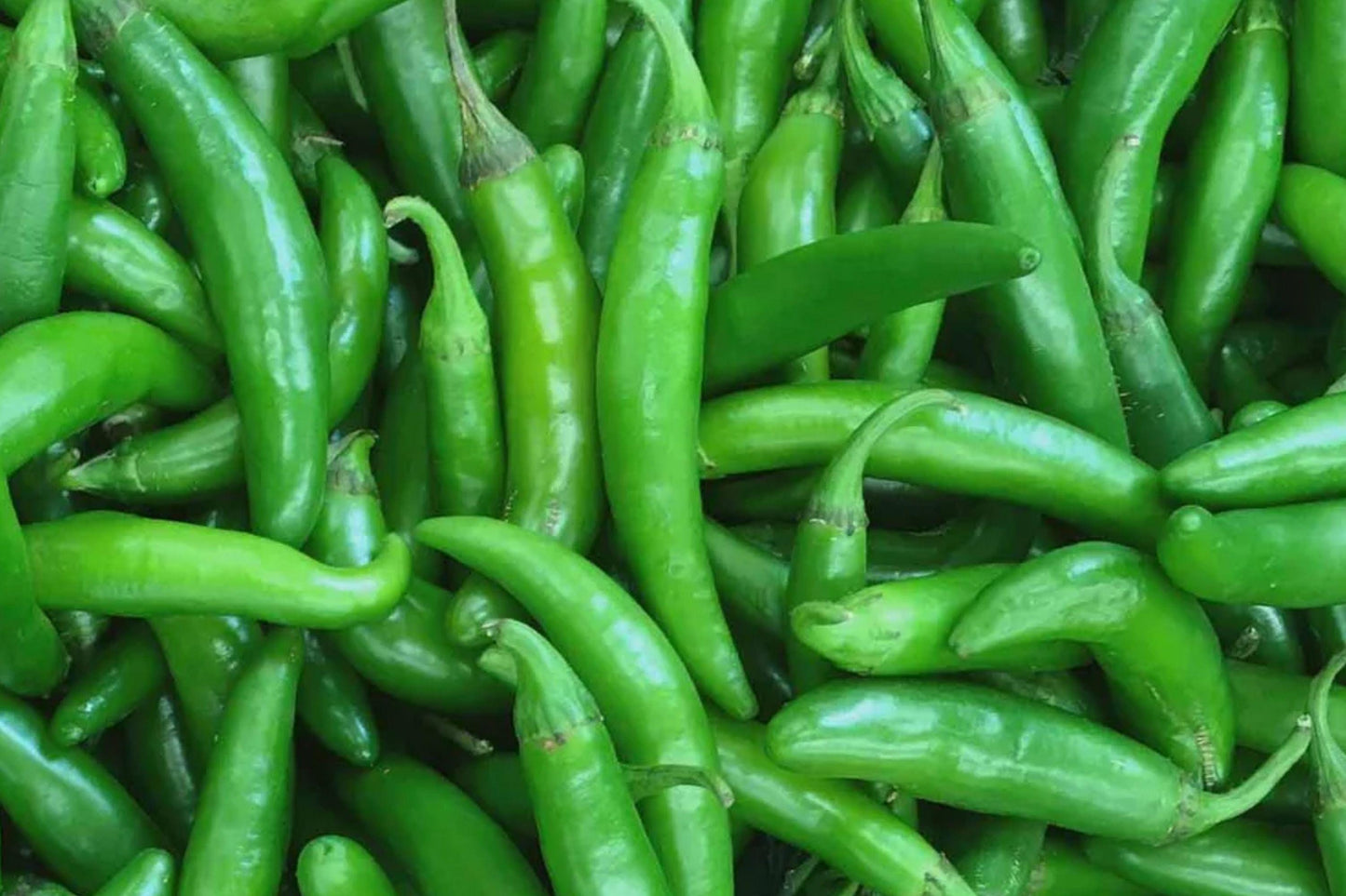 Serrano Tampiqueno Hot Pepper Seeds – Heirloom Spicy Chili Variety for Salsas, Hot Sauces, and Fresh Use