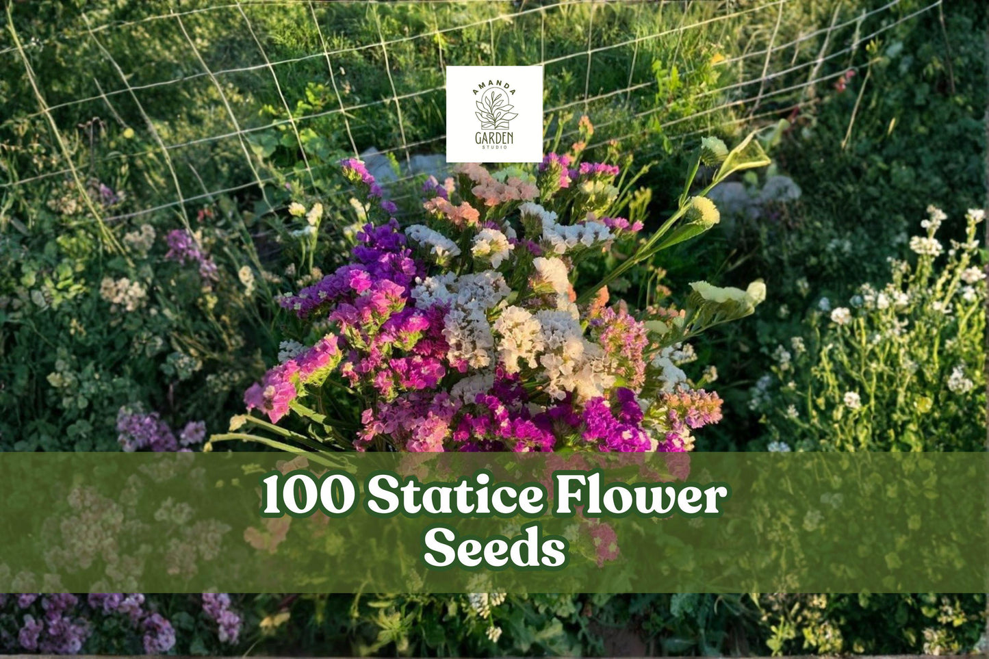 Statice Flower Seeds – Mixed Colors for Cut Flowers & Dried Arrangements – Limonium spp. Annual Seed Pack