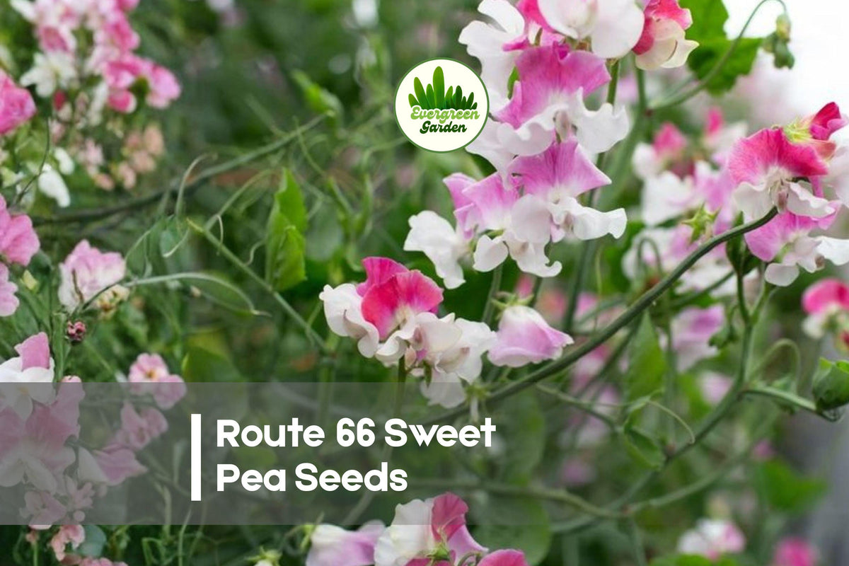 Route 66 Sweet Pea Seeds - Pink Fragrant Climbing Flower Vine, Lathyrus odoratus, Cottage Garden, Cut-Flower Arrangement