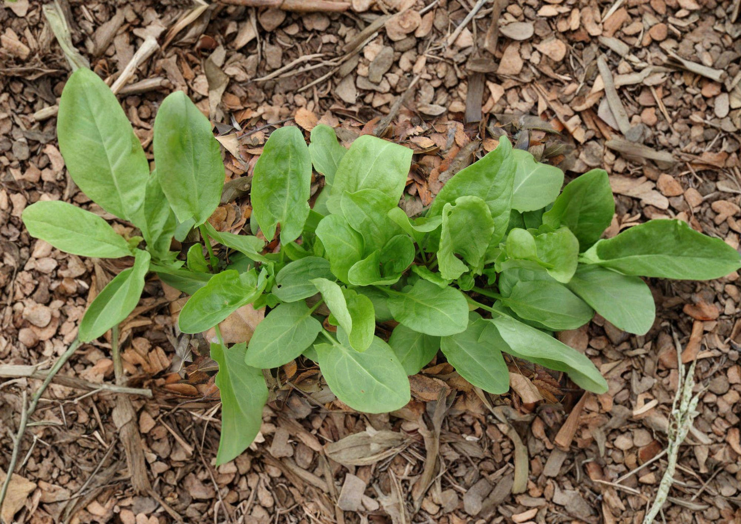 Large Leaf Sorrel Herb Seeds – Heirloom Perennial, Bright Green Leaves, Lemon Flavor, Easy to Grow, Garden & Container Plant