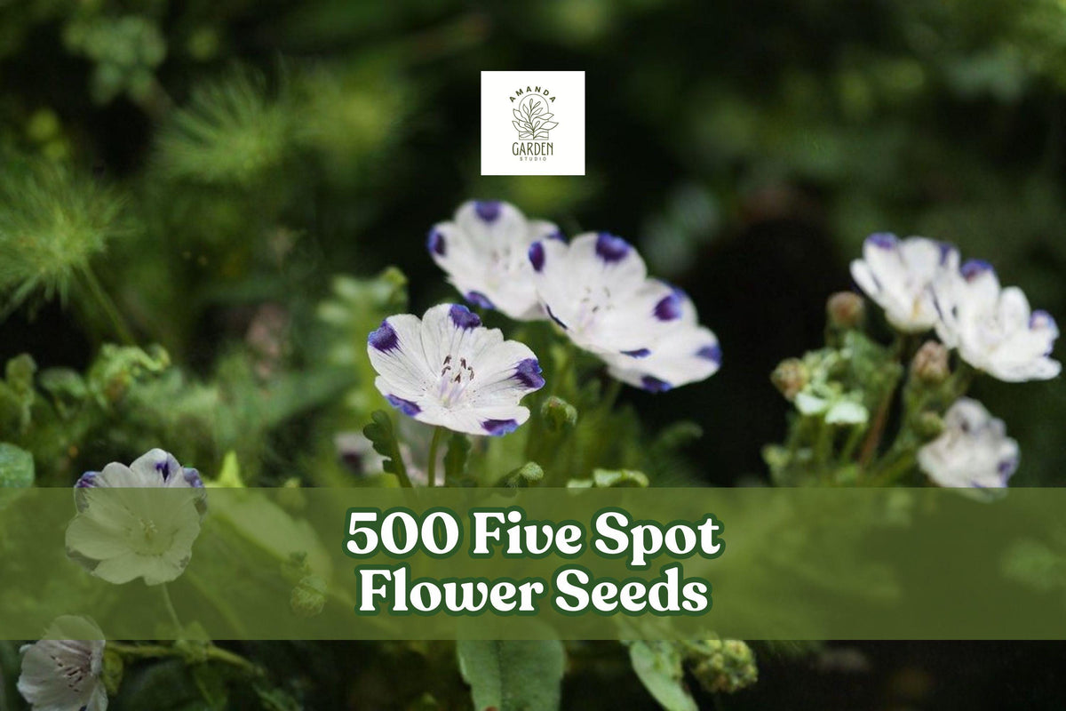500 Five Spot Flower Seeds – Nemophila maculata Wildflower, Annual Ground Cover, White with Blue Spots, Easy to Grow