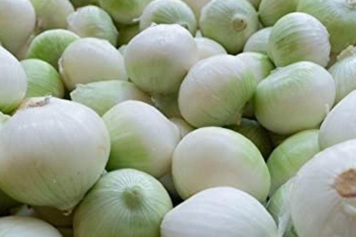 Ringmaster Onion Seeds – Large White Heirloom Vegetable, Allium cepa