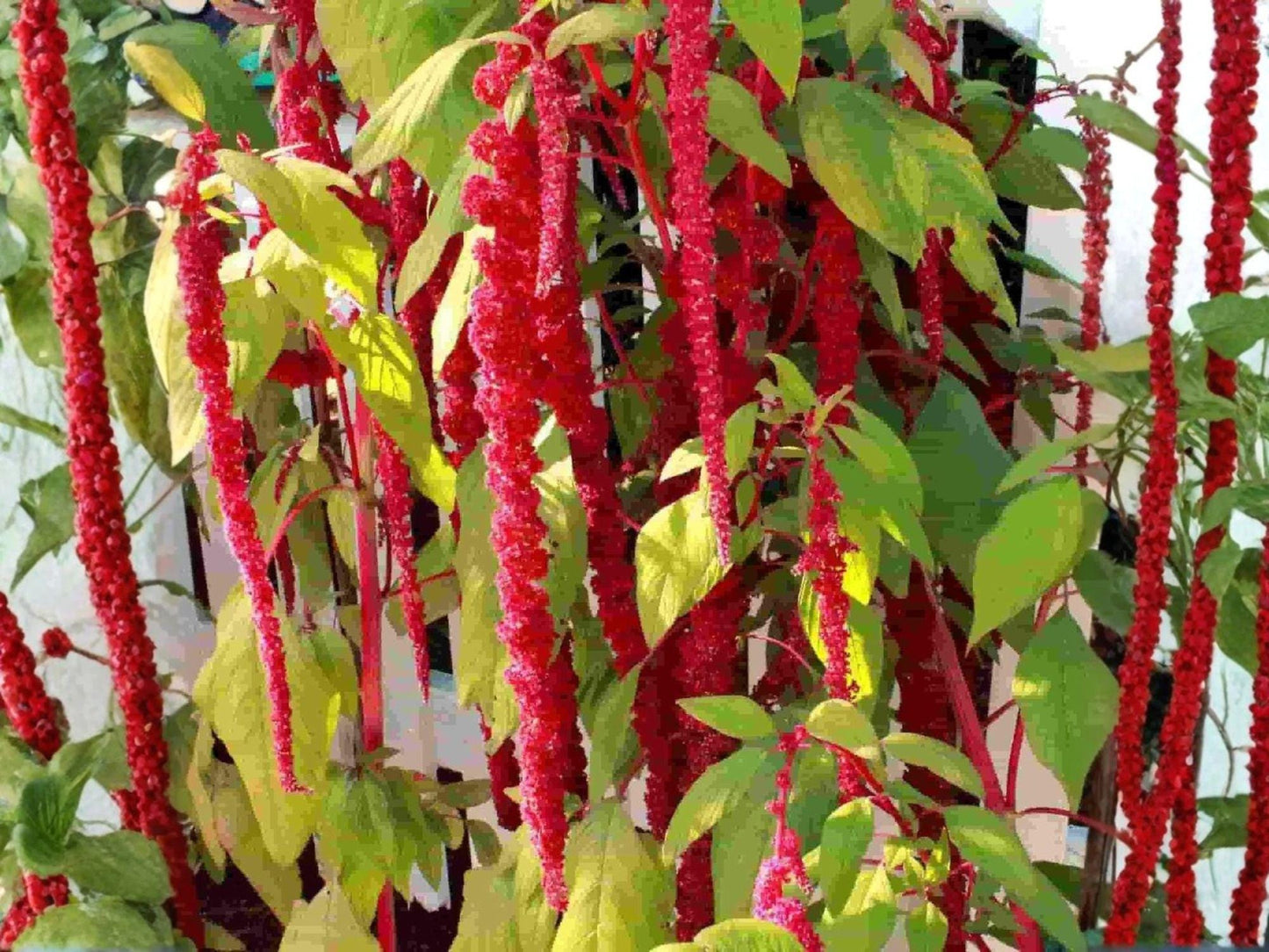 Love Lies Bleeding Seeds – Heirloom Amaranthus caudatus Ornamental Tassel Flower, 100 Seeds