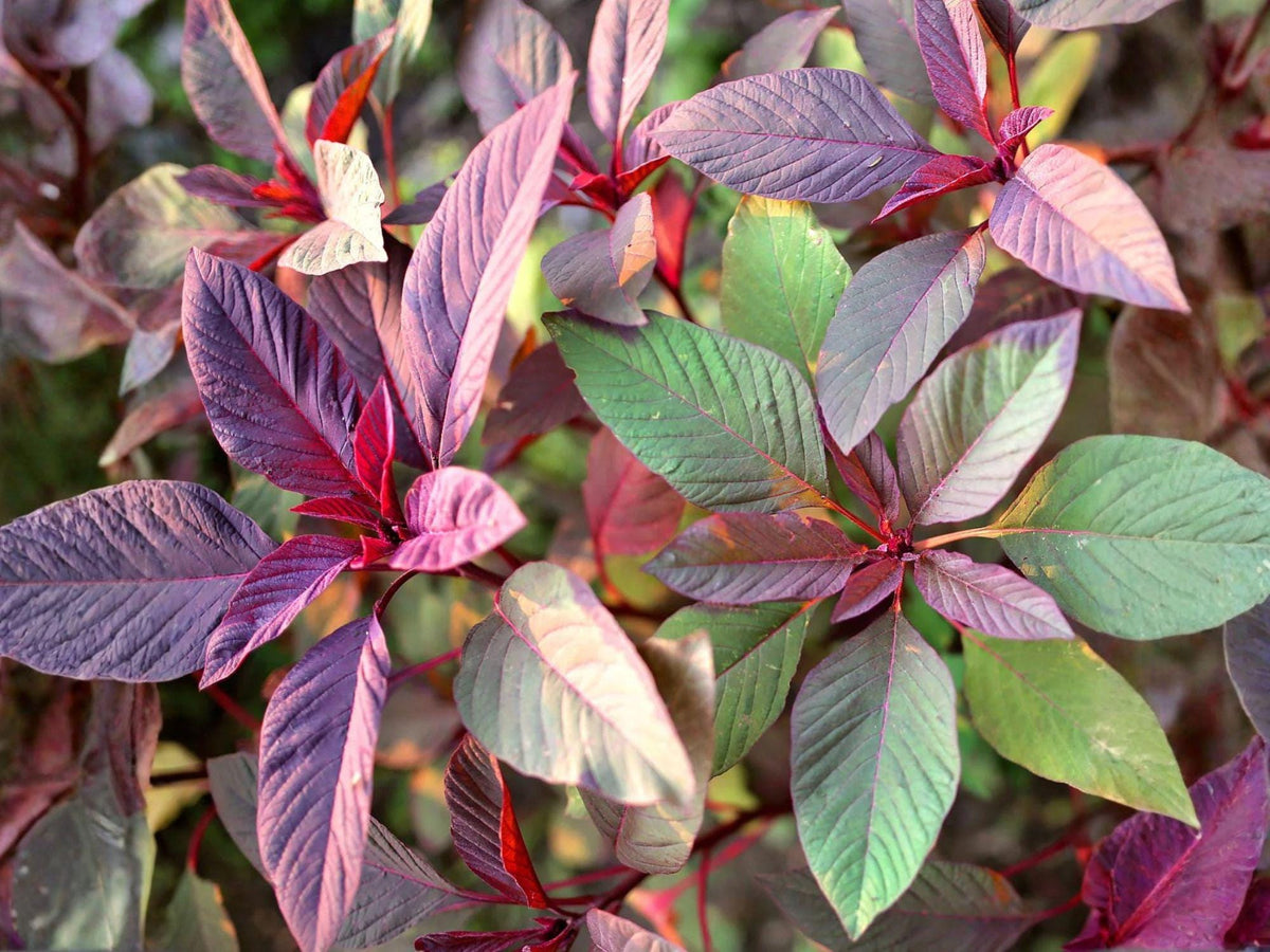 Red Garnet Amaranth Seeds – Heirloom Non-GMO Edible Greens, Ornamental Garden Plant, Amaranthus tricolor, 100 Seeds
