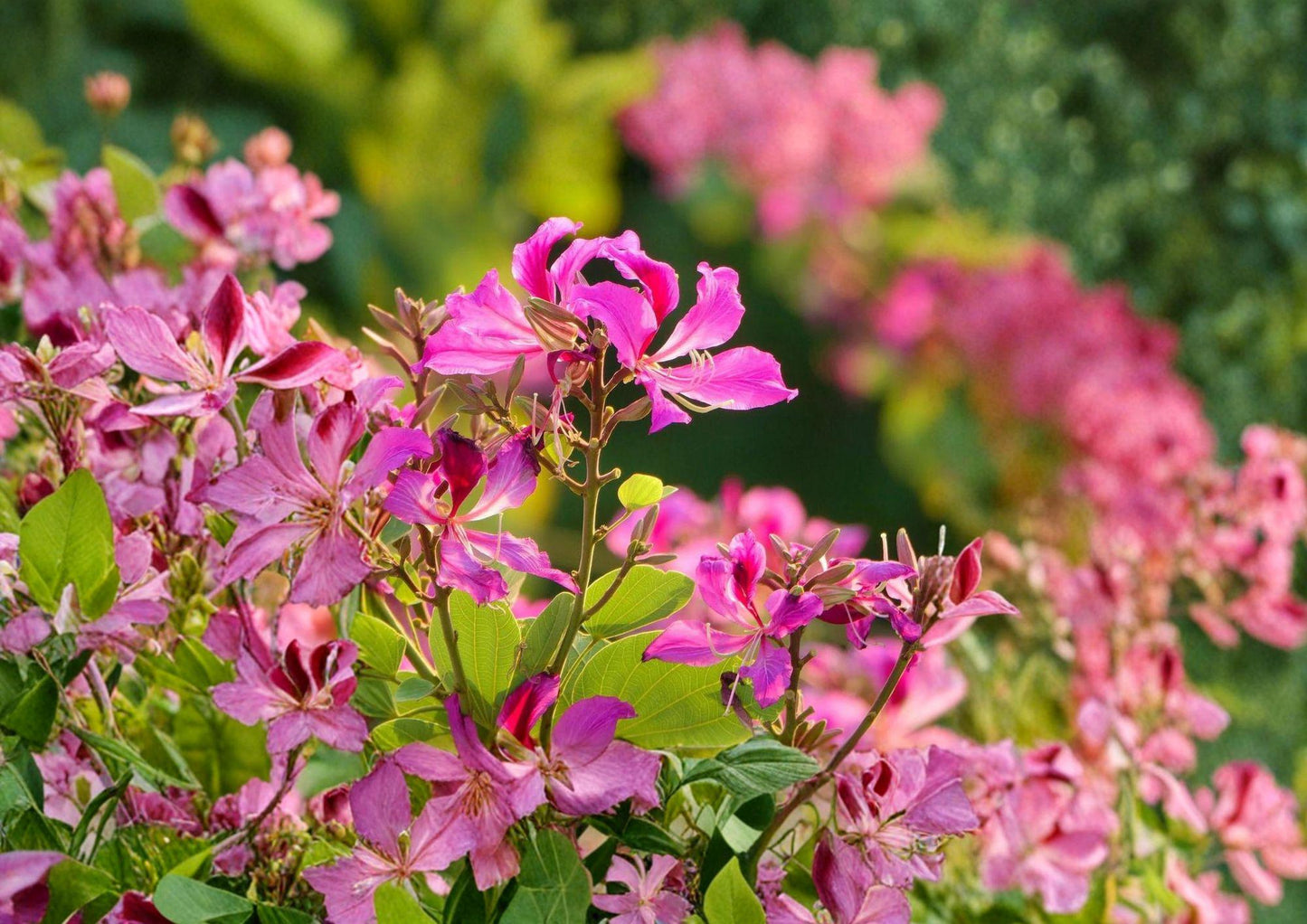 Bauhinia Purpurea Seeds – 10 Exotic Orchid Tree Flower Seeds, Purple Blooms, Tropical Garden Plant, Ornamental Tree