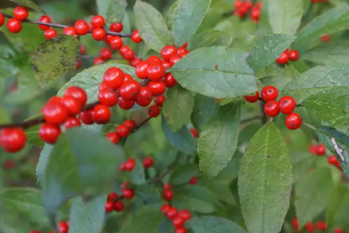 Mountain Holly Seeds – Native Evergreen Shrub, Red Berries, Ilex montana, Ornamental Wildlife Plant, 25 Pack