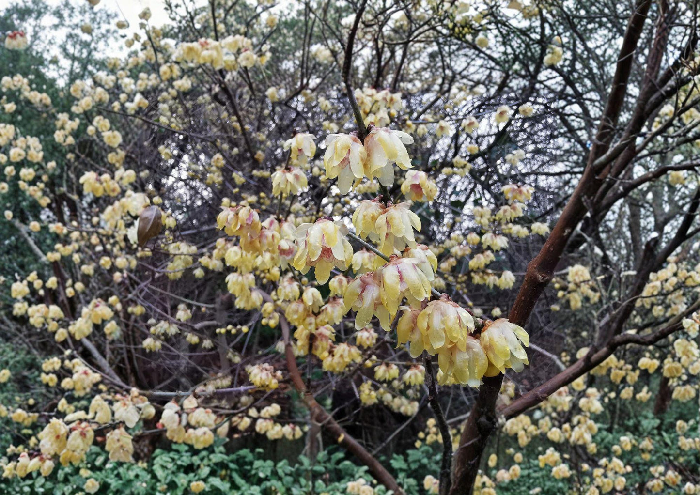 Wintersweet Seeds – Fragrant Yellow Blooms, Ornamental Chimonanthus Praecox, Winter Flowering Tree or Shrub, 10 Seeds