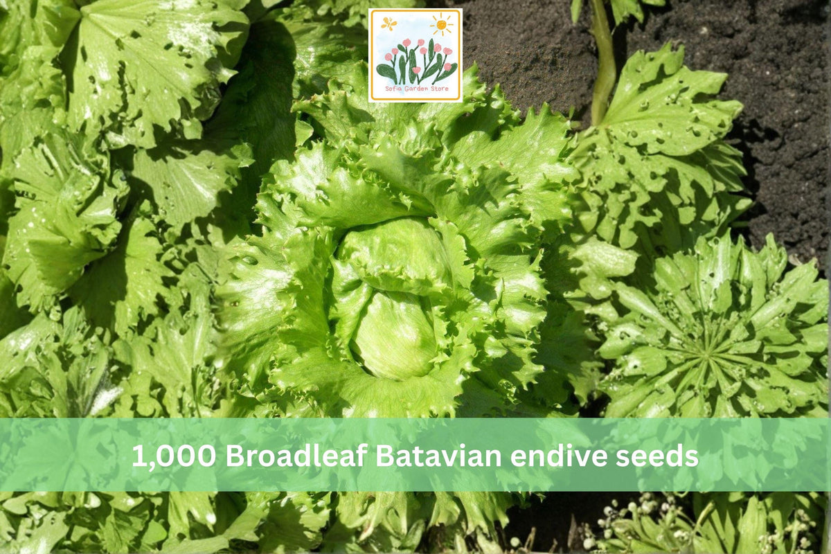 Heirloom Broadleaf Batavian Endive Seeds – Cool-Season Leafy Green for Garden Beds & Containers, Cichorium endivia, 1,000 Seeds