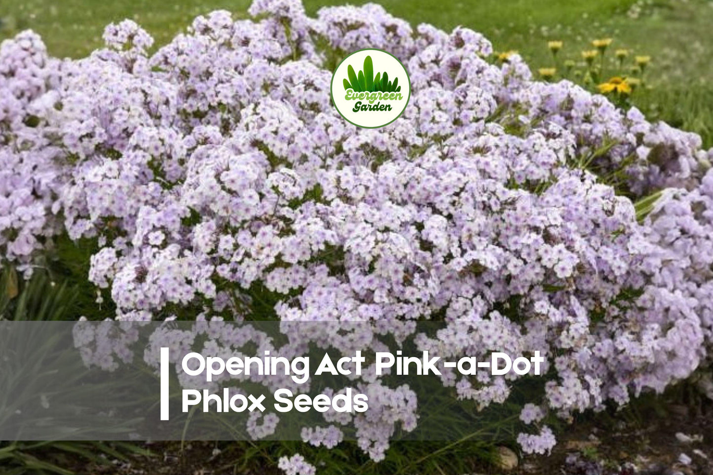 Pink-a-Dot Phlox Seeds, Perennial, Phlox paniculata, Cottage Garden, Pollinator-Friendly, Bright Pink with White Dots