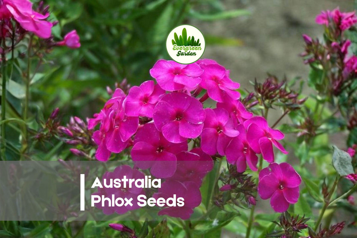 100 Australia Phlox Seeds - Pink with White Centers, Perennial, Phlox paniculata, Pollinator-Friendly Garden Seeds