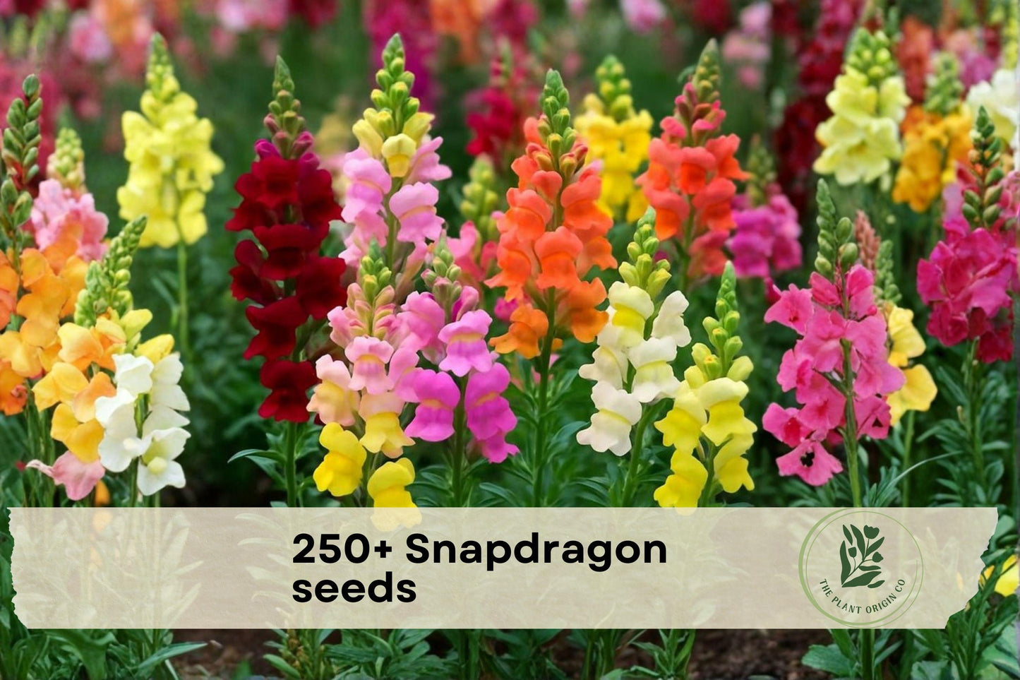 250+ Snapdragon Seeds - Antirrhinum majus, Bright Colorful Flowers for Garden Beds, Borders & Containers