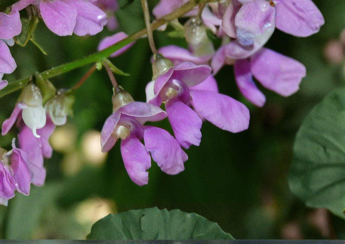 Wild Kidney Bean Vine Seeds – Native Climbing Perennial Plant for Gardens, Grow Phaseolus Polystachios, 5 Seeds