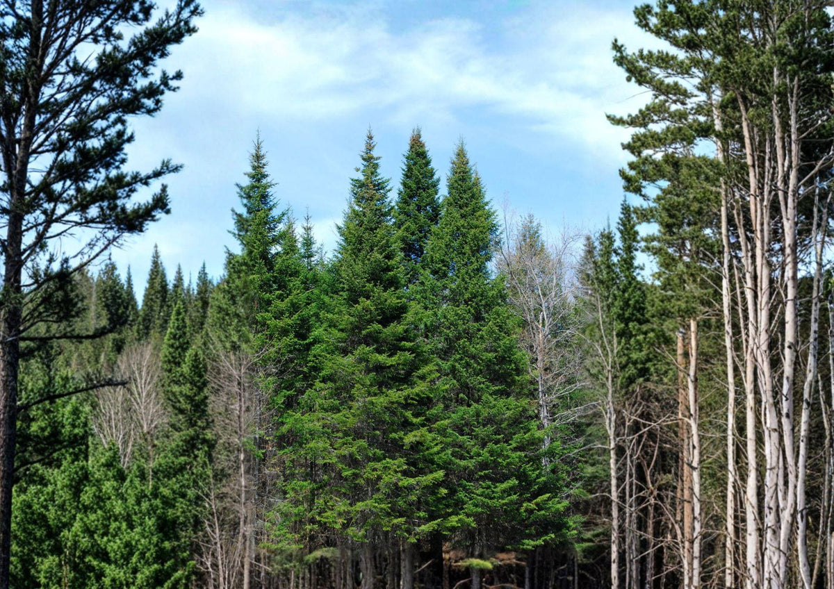 Lake State Balsam Fir Seeds – 30 Evergreen Tree Seeds, Fragrant Needles, Hardy Abies Balsamea for Forest Gardens & Landscaping