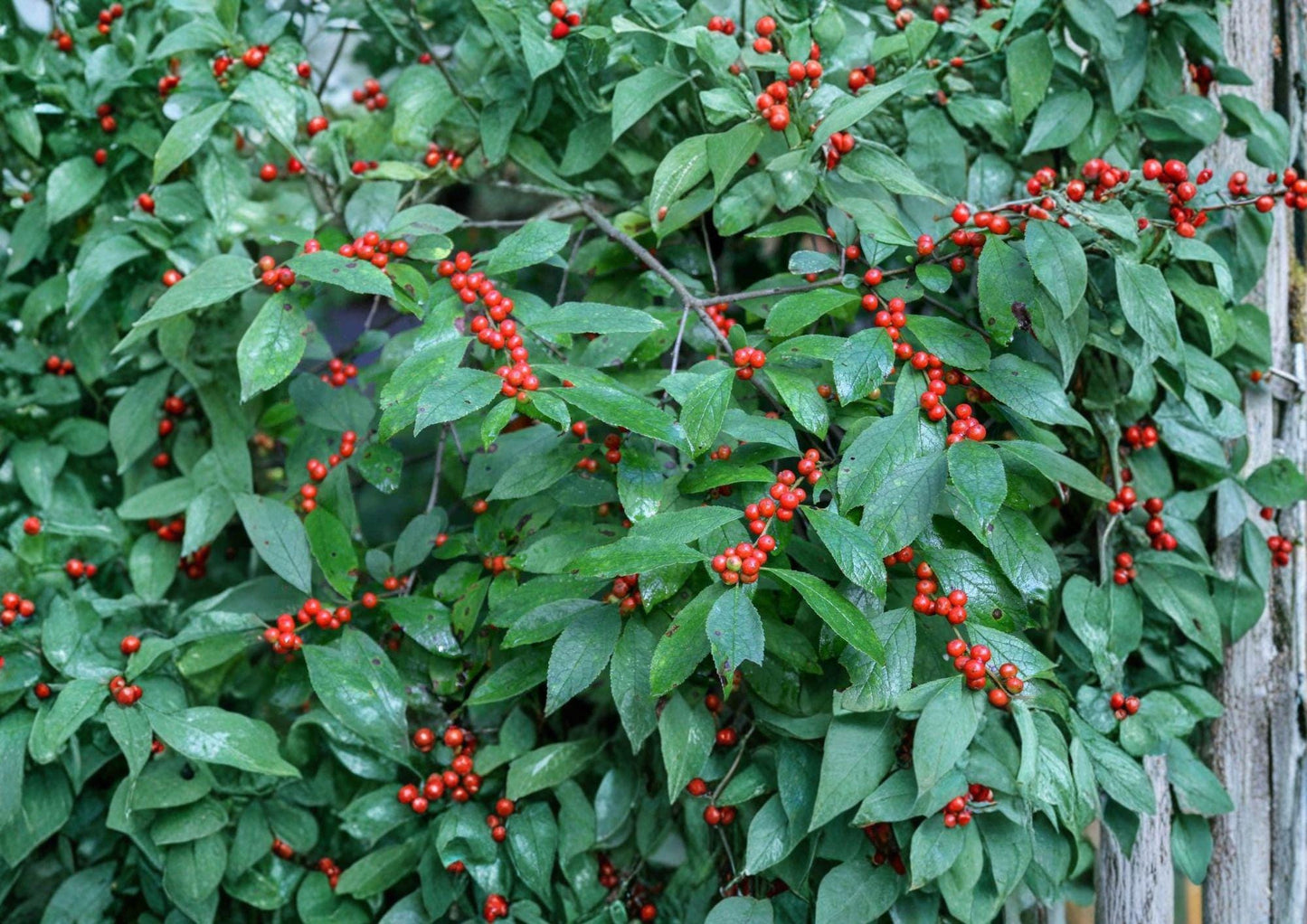 Winterberry Holly Seeds – 25 Ilex verticillata for Red Berries, Ornamental Shrub, Wildlife-Friendly Garden Plant