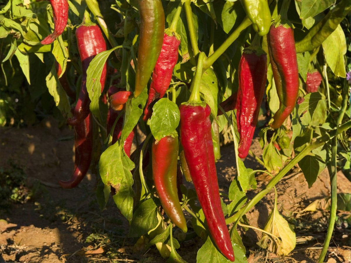 Ms. Junie Hot Pepper Seeds – 50 Heirloom Chili Seeds for Spicy Red Garden Vegetables, Capsicum annuum