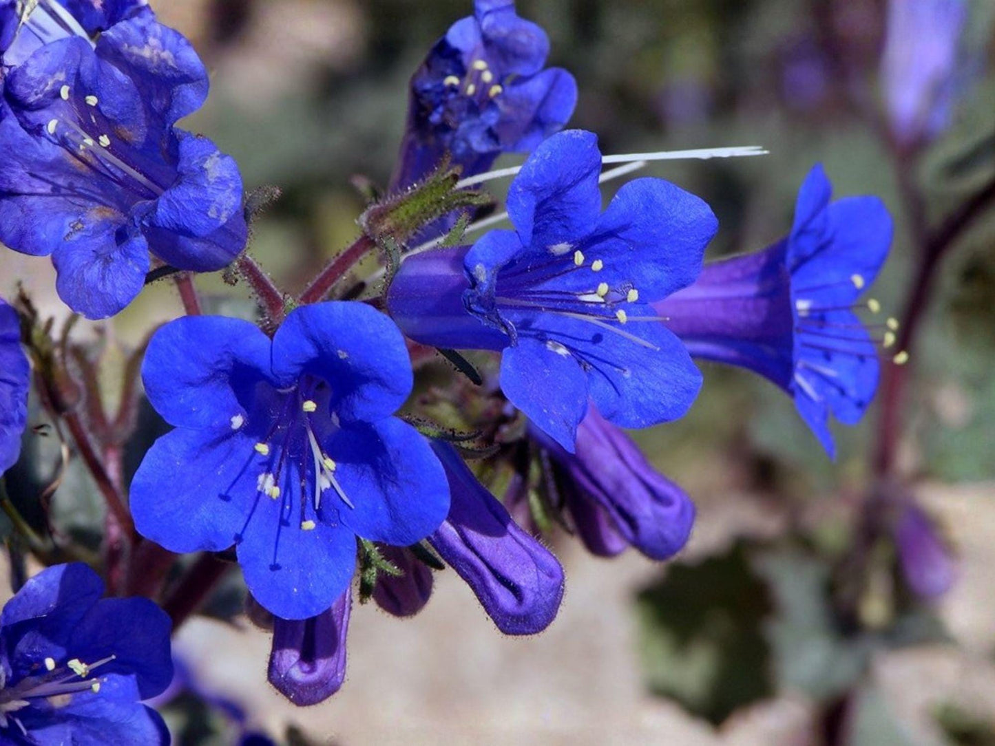 California Bluebells Flower Seeds | Phacelia campanularia | Bright Blue Bell-Shaped Flowers | 100 Seeds for Garden & Natural Plantings