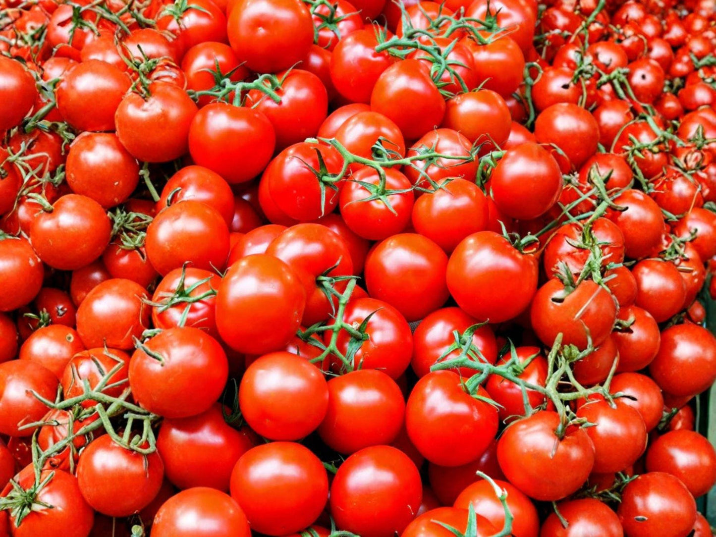 Legend Heirloom Tomato Seeds – 30 Slicing Red, Disease Resistant, Early Harvest, Garden Plants, Heirloom Vegetable Seeds