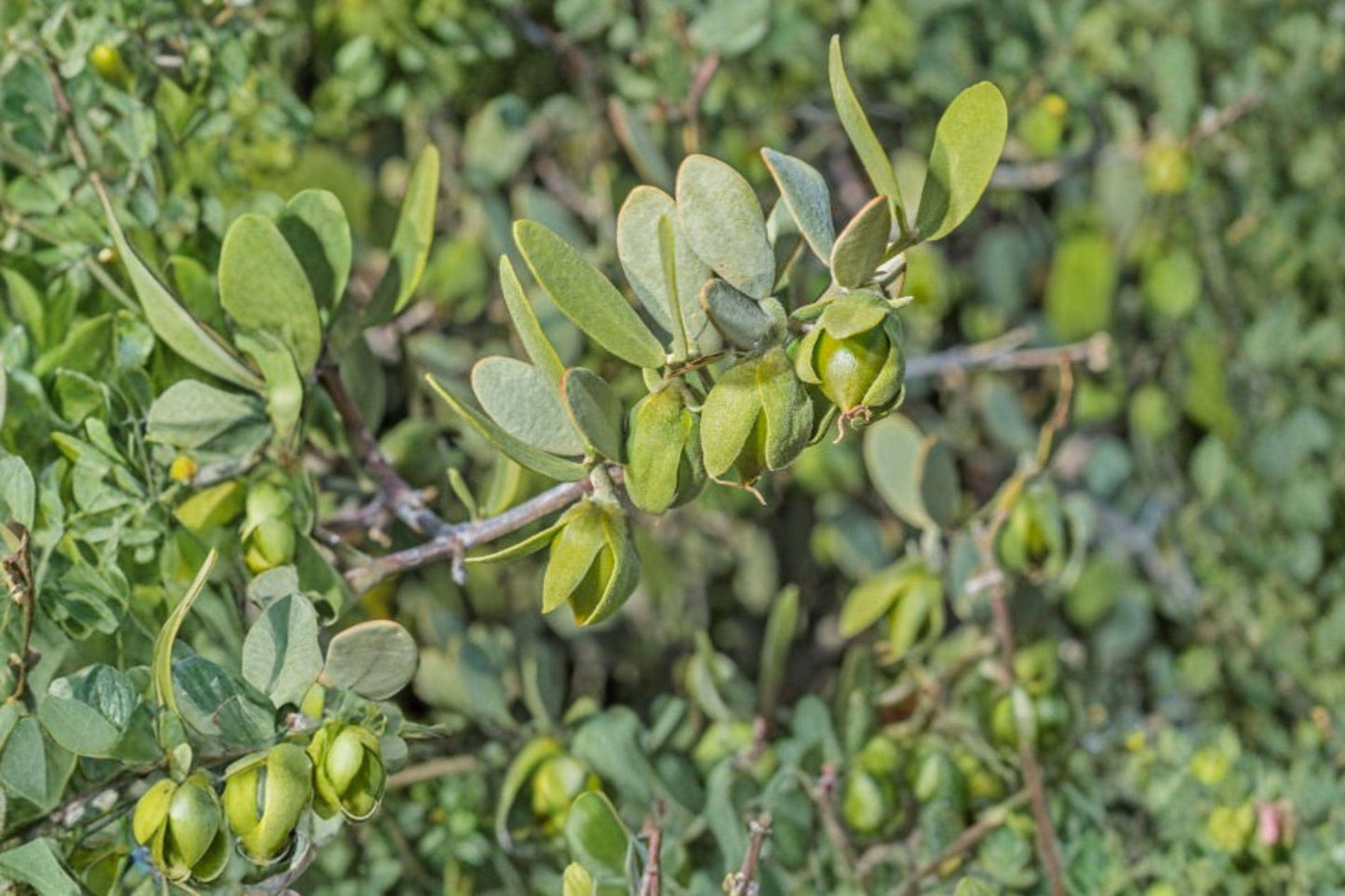 Jojoba Seeds Simmondsia Chinensis for Oil Production, Drought Tolerant Evergreen Shrub, Desert Garden Plant