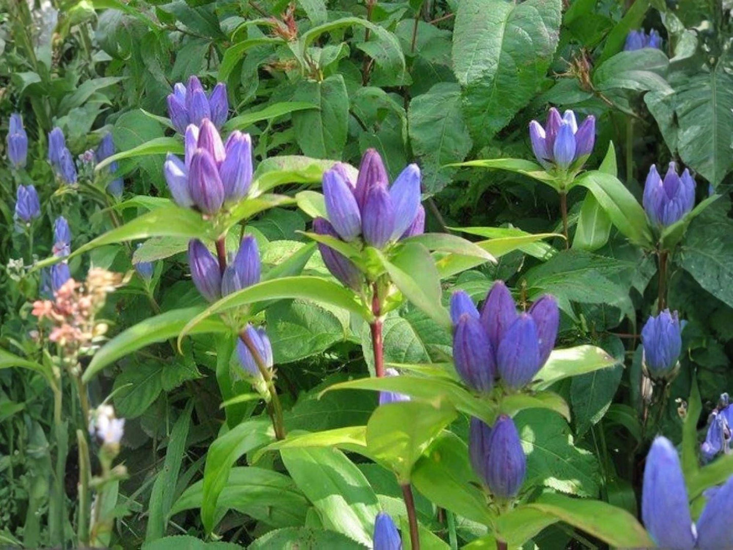 Bottle Gentian Seeds - Heirloom Non-GMO Wildflower for Pollinator Gardens, Native Landscaping, Gentiana andrewsii