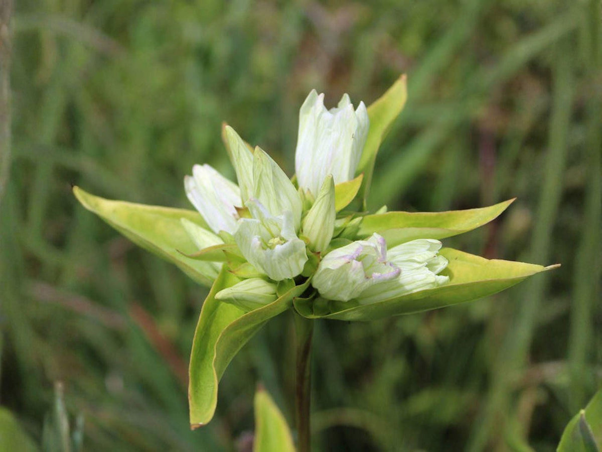 Cream Gentian Seeds – Heirloom Non-GMO Wildflower for Native Gardens, Pollinator Gardens, and Backyard Flower Beds (Gentiana flavida)