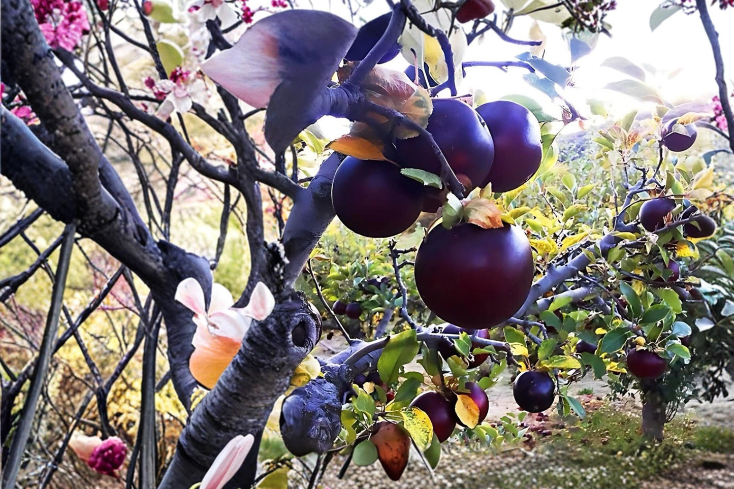 Arkansas Black Apple Tree - Bare Root 2 ft Tall Heirloom Malus domestica for Backyard Orchard and Garden