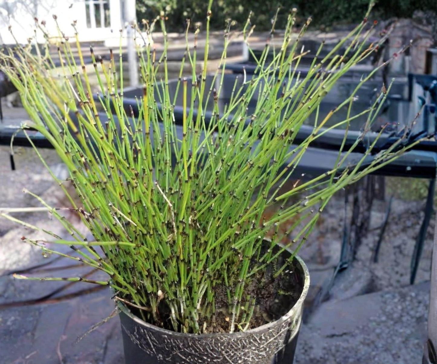 Dwarf Horsetail Rush Live Pond Plant – Equisetum scirpoides Hardy Aquatic Marginal Plant for Water Gardens and Bog Gardens