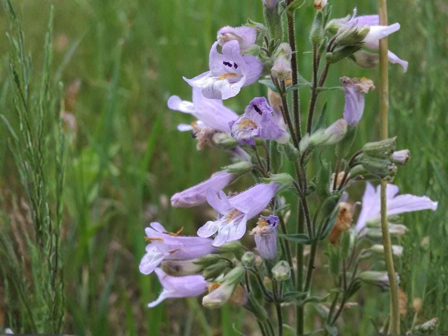Slender Beardtongue Seeds – Penstemon gracilis Heirloom Wildflower for Native Gardens & Pollinator Gardens