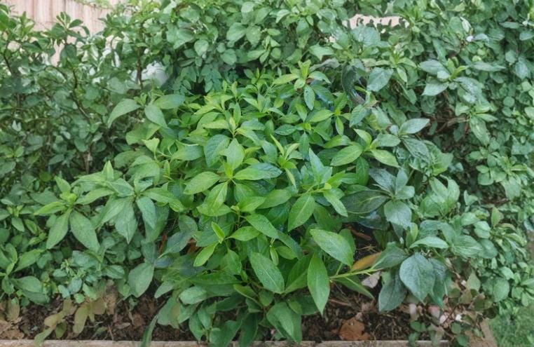 Longevity Spinach Cuttings 8-Pack | Gynura procumbens Tropical Evergreen Perennial Plant