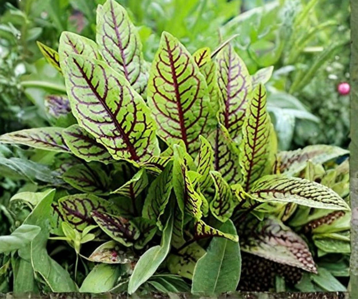 Bloody Dock Pond Plant – Red Veined Sorrel, Hardy Aquatic Marginal Plant for Water Gardens and Bog Gardens