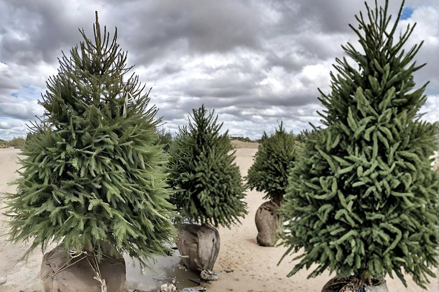 Norway Spruce Trees 2–3 ft Tall | Evergreen Landscape Conifers Picea abies for Garden & Windbreaks
