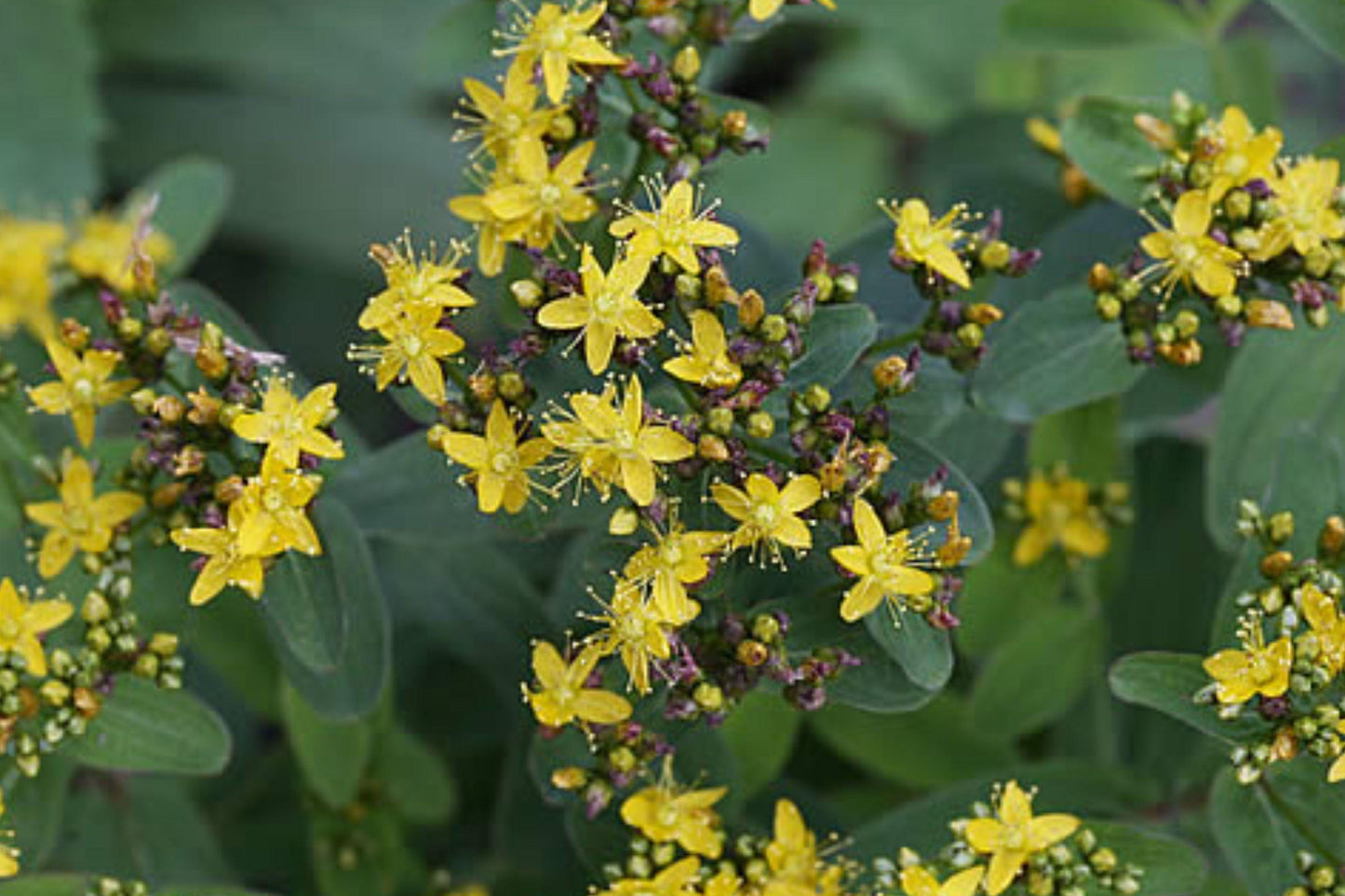 Dotted St. John's Wort Seeds – Native Perennial Wildflower for Pollinator Gardens, Hypericum Punctatum, Bright Yellow Flowers, 500 Seeds