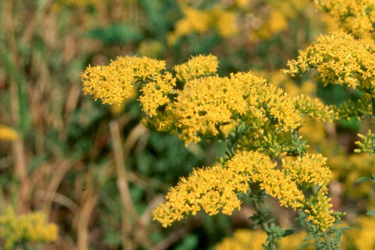 Old Field Goldenrod Seeds – Native Perennial Wildflower for Pollinator Gardens & Meadows, Solidago nemoralis, 500 Seeds