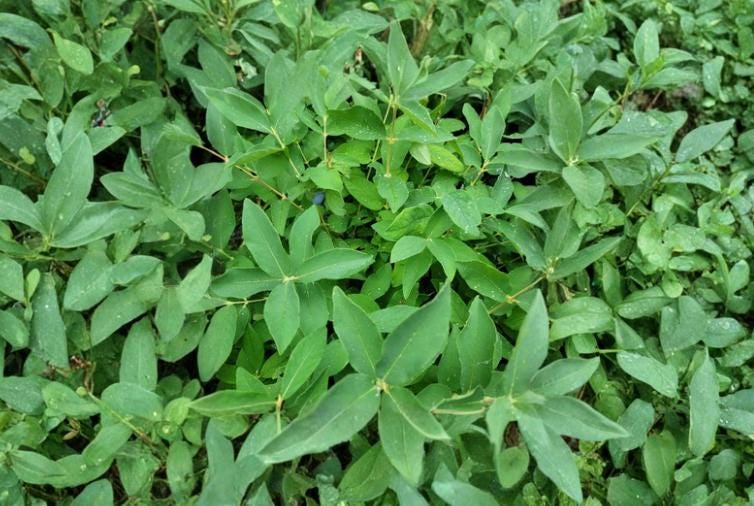 Honeyberry Dormant Cuttings 4" Lonicera caerulea, Haskap, Blue Berries, Cold-Hardy Fruit Shrub