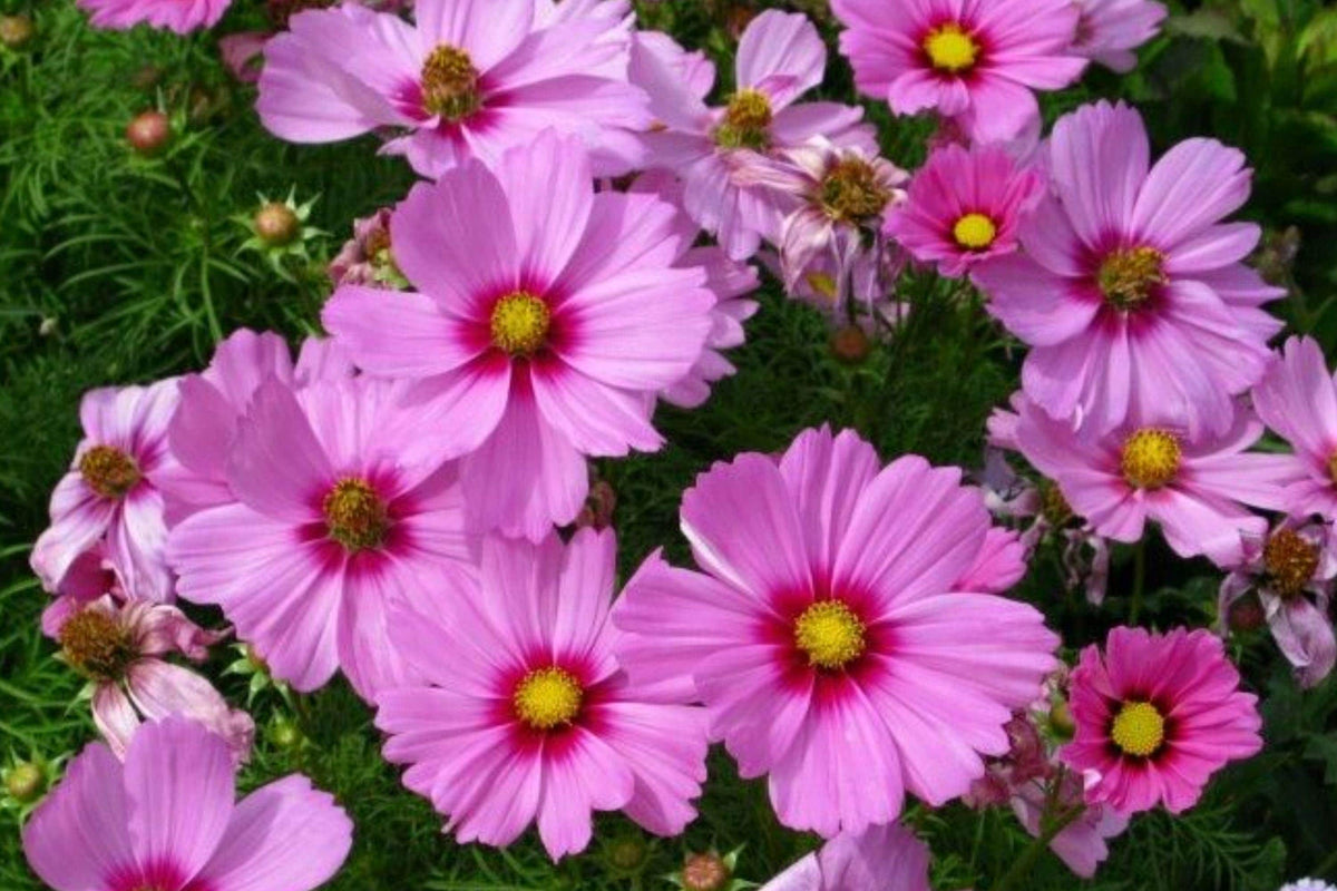 Cosmos Gloria Seeds – 100 Vibrant Annual Flower Seeds for Garden Borders, Cut Flowers, Pollinator Friendly, Cosmos Scientific Name