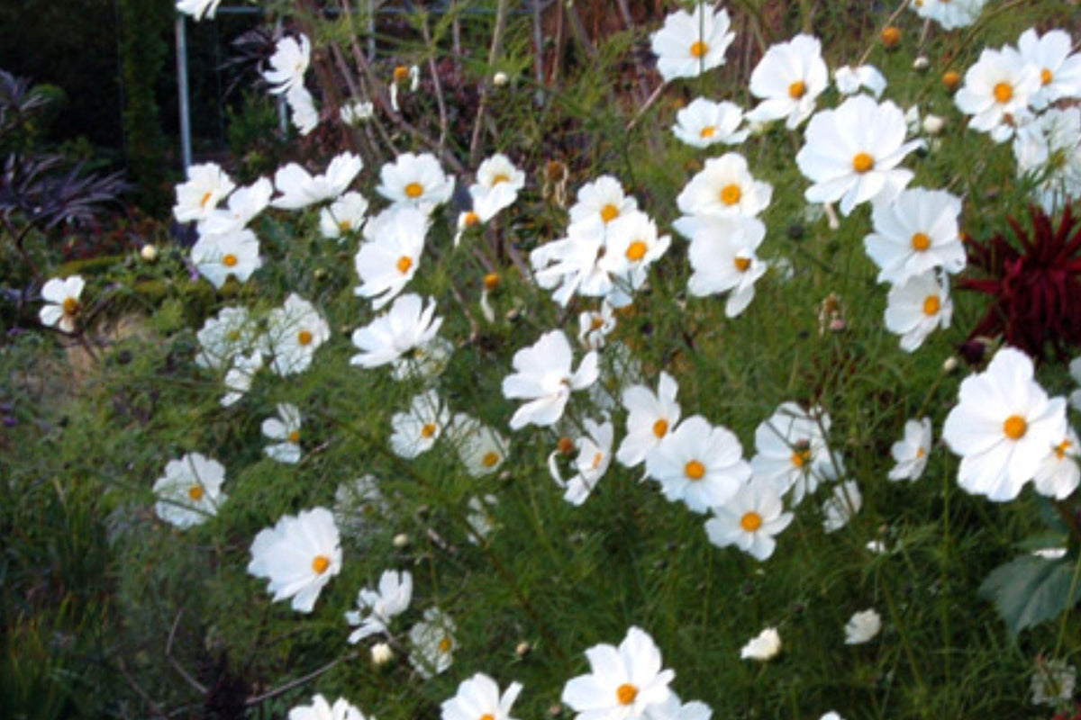 Cosmos Purity Seeds – 100 White Annual Flowers for Borders, Cut Flowers, Summer Bloom, Pollinator-Friendly, Easy to Grow