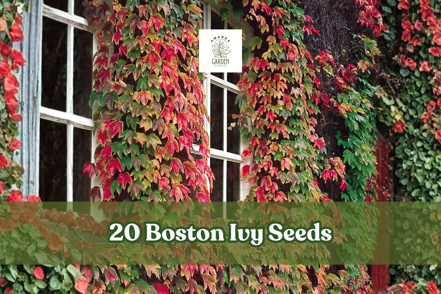 20 Boston Ivy Seeds – Japanese Creeper Vine, Climbing Plant for Walls & Fences, Parthenocissus tricuspidata