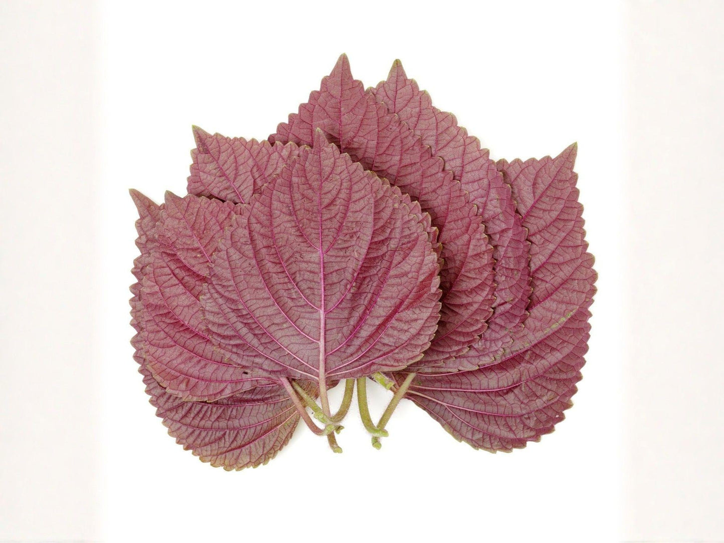 Red Aka Shiso Seeds – Heirloom Japanese Herb, Perilla Frutescens, Edible Ornamental, Culinary & Pickling Herb, 100 Seeds