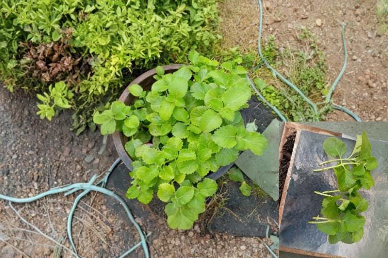 Cuban Oregano Cuttings - 6 Unrooted Plectranthus amboinicus Tropical Herb for Culinary & Garden