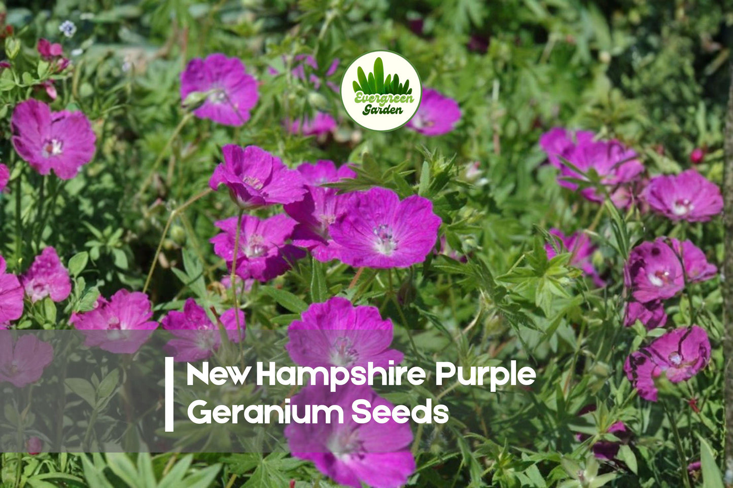 New Hampshire Purple Geranium Seeds – Hardy Perennial with Vibrant Purple Blooms, Geranium spp.