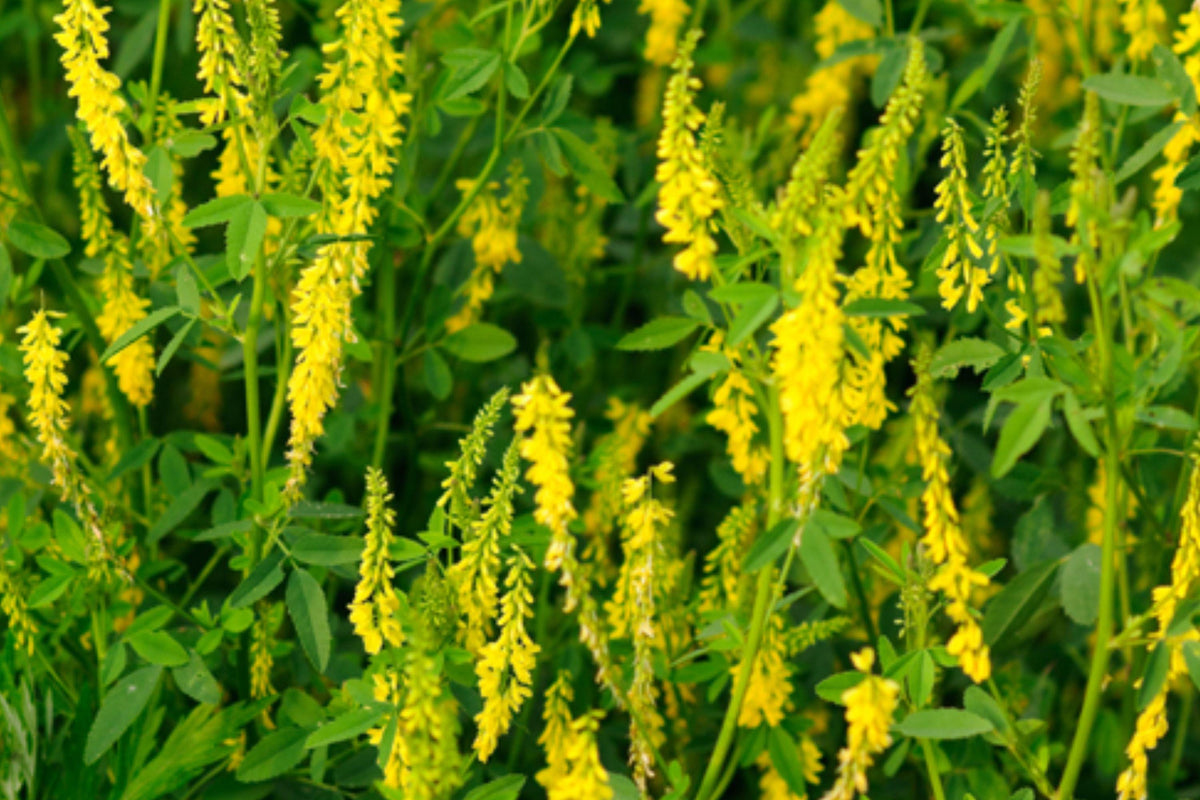 Sweet Clover Seeds, Non-GMO, Cover Crop, Melilotus officinalis, Soil Builder, Pollinator Friendly, Fragrant Yellow Flowers