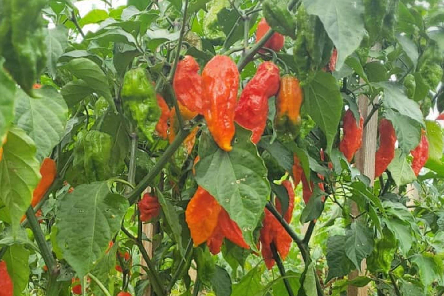 Ghost Pepper Seeds – Bhut Jolokia Heirloom Super Hot Chili Pepper, Over 1 Million SHU, Non-GMO, Spicy Hot Sauce, Container Friendly
