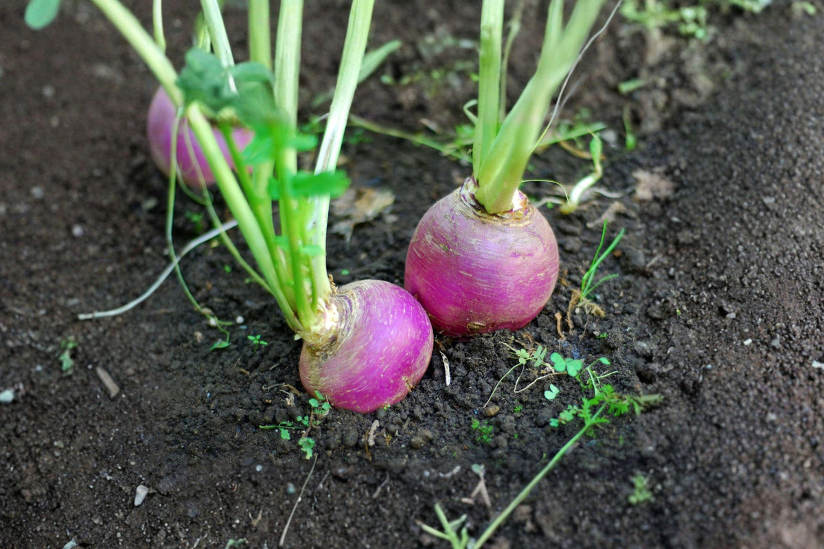 Purple Top White Globe Turnip Seeds – Heirloom Root Vegetable for Gardens & Containers, Edible Roots & Greens, Non-GMO, Brassica rapa