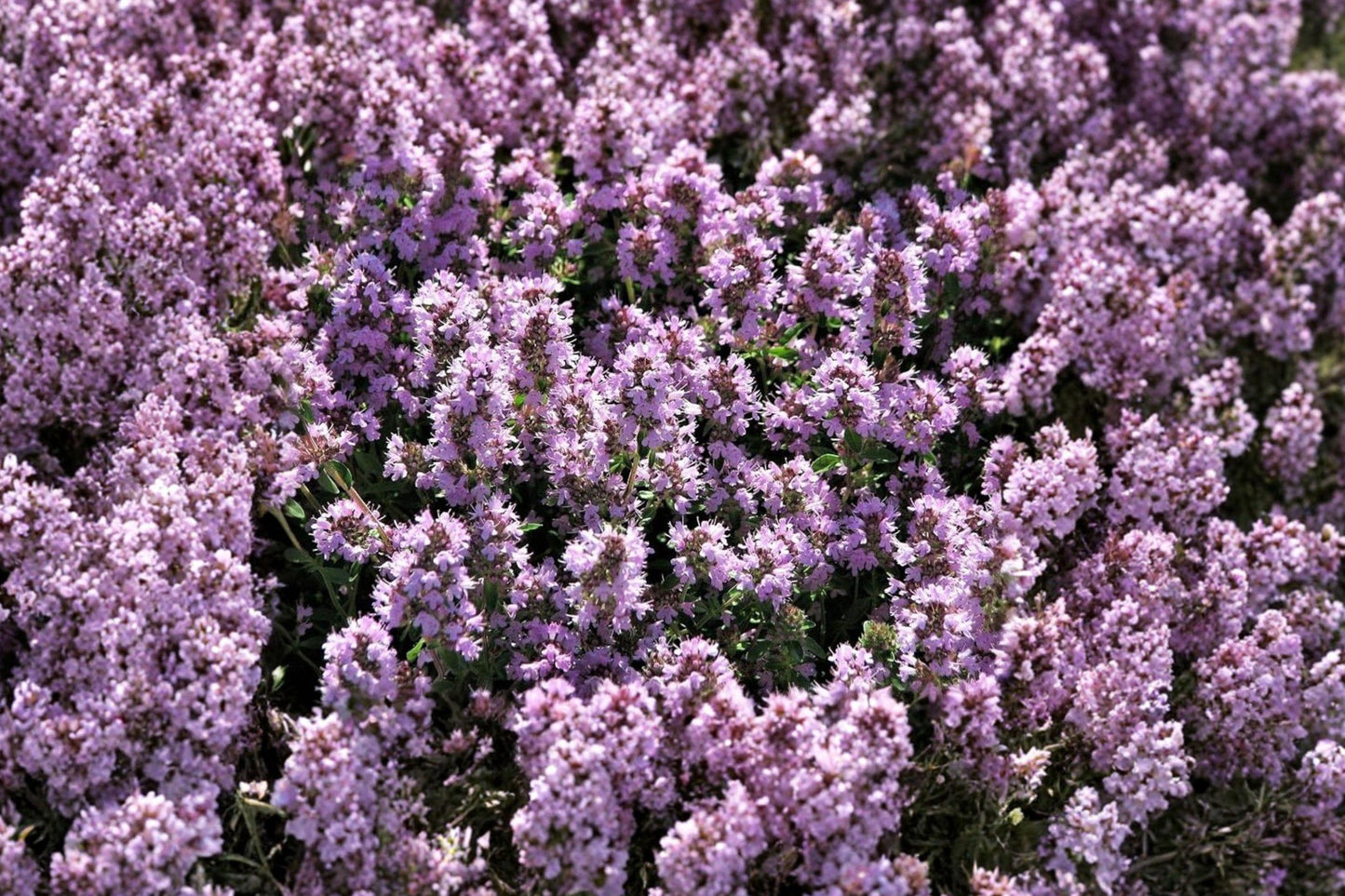 Wild Thyme Seeds, Creeping Lemon Thyme, Aromatic Perennial Herb Groundcover, Thymus pulegioides, Fragrant Herb Seeds