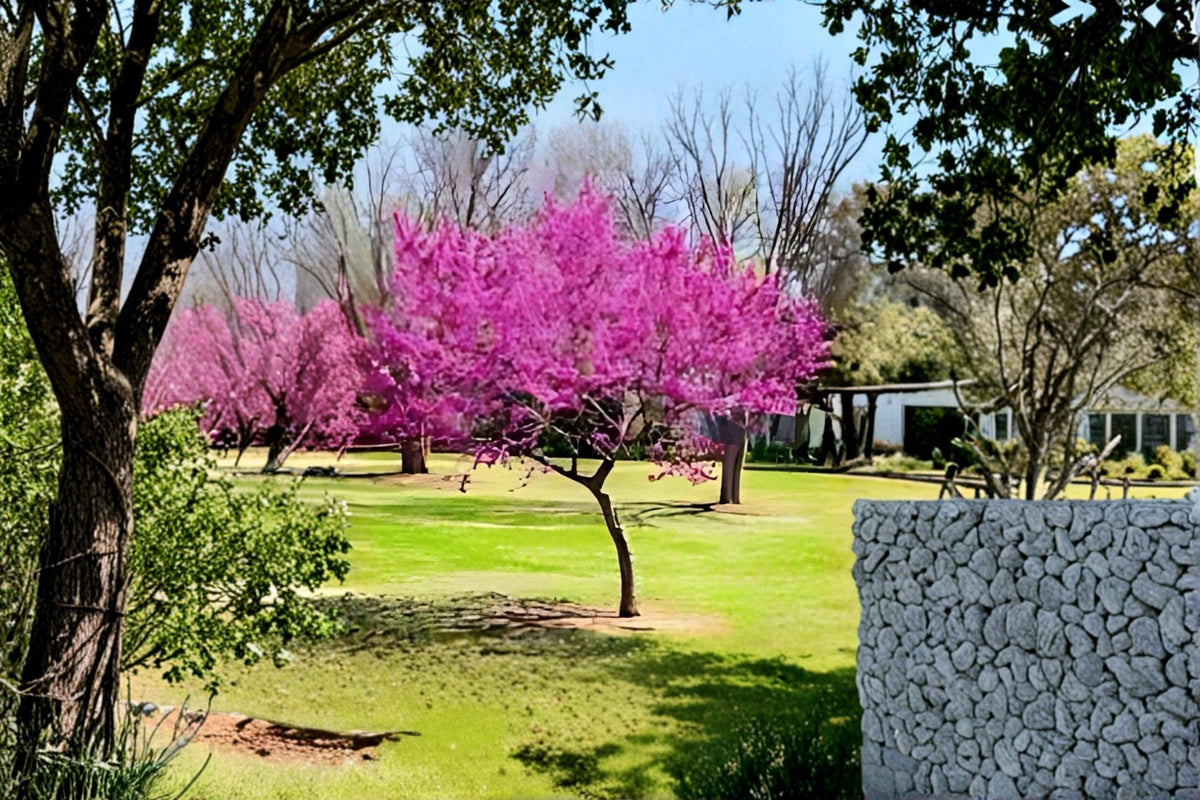 Eastern Redbud Live Trees 2 ft Tall Cercis canadensis Spring Flowering Ornamental Tree
